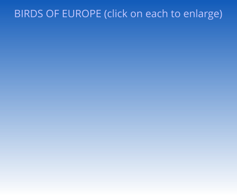 BIRDS OF EUROPE (click on each to enlarge)
