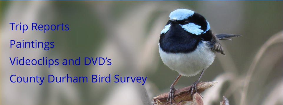 Trip Reports Paintings Videoclips and DVD’s County Durham Bird Survey