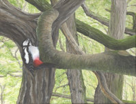 Acrylic on canvas, 450x360mm, £255