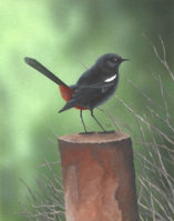 Acylic on paper, 243x192mm, £125