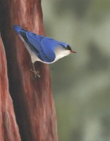 Acylic on paper, 243x192mm, £125