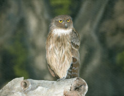 Acrylic on canvas, 600x460mm, £325