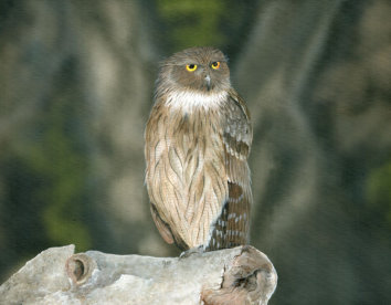 Acrylic on canvas, 600x460mm, £325