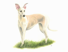 Acrylic on paper, Not for sale