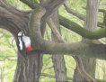Acrylic on canvas, 450x360mm, £255