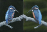 Acrylic on canvas, 450x360mm, £255