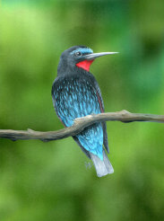 Acylic on paper, 293x224mm, £175