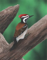 Acylic on paper, 243x192mm, £125