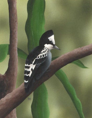 Acylic on paper, Not for sale