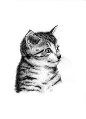 Ink on paper, 243x192mm, £125