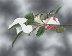 Acrylic on paper, 348x239mm, £175